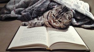 Статья, Кот читает книгу, Около книг
